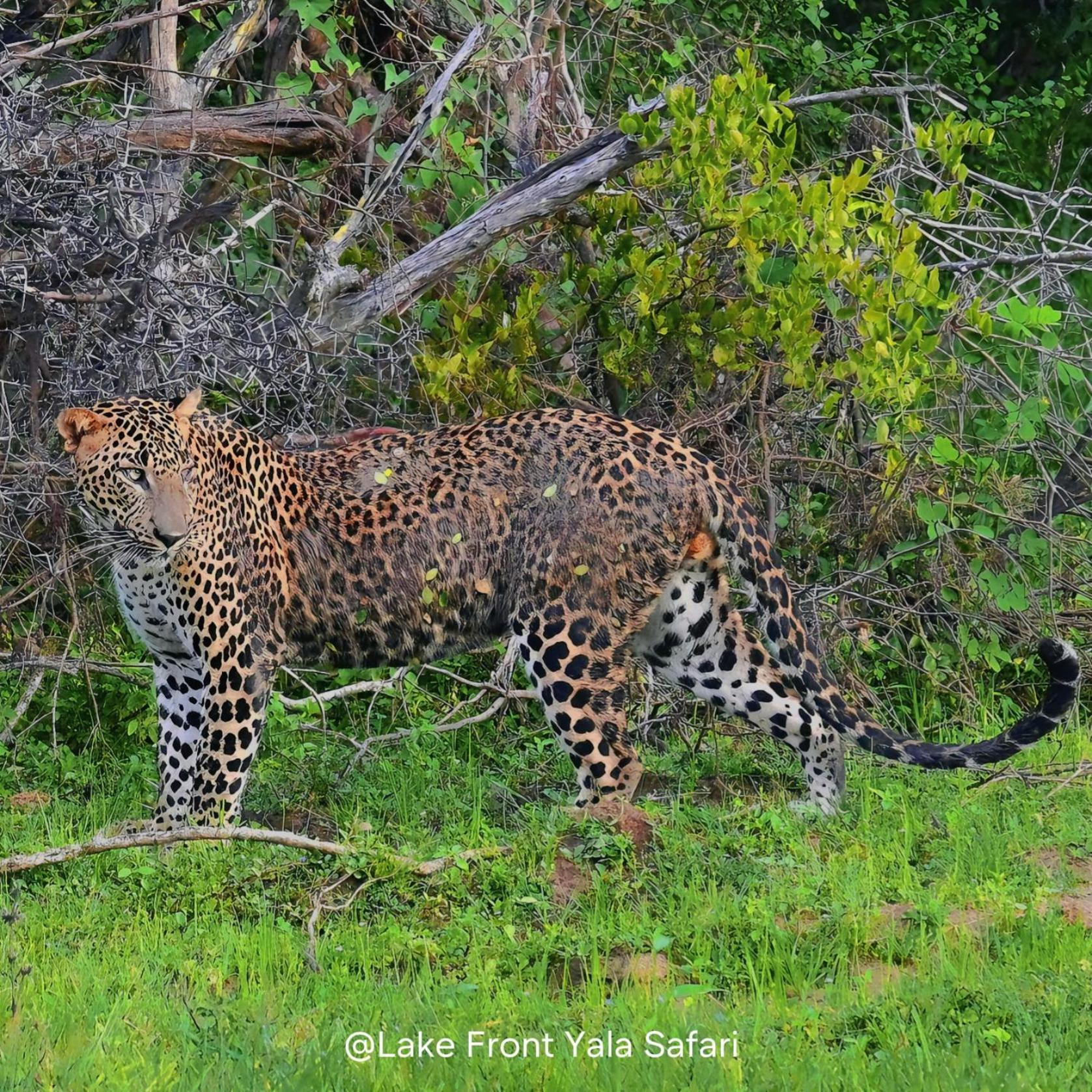 Lake Front Yala Safari Kataragama Luaran gambar